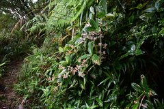 Medinilla formosana