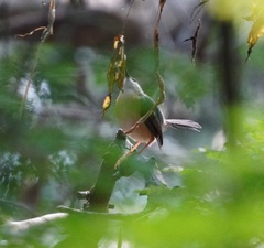 Prinia socialis