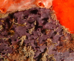 Porifera