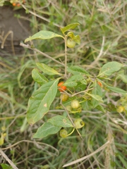 Lycianthes lycioides