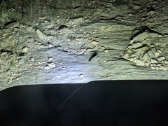 Phalaenoptilus nuttallii