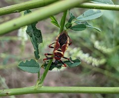 Apiomerus flaviventris