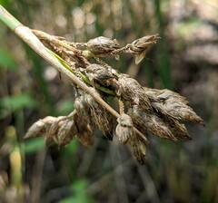 Schoenoplectus acutus