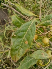 Lycianthes lycioides