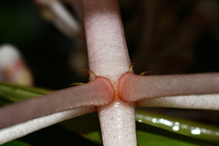 Medinilla formosana