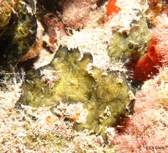 Porifera
