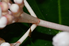 Medinilla formosana