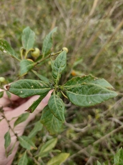 Lycianthes lycioides