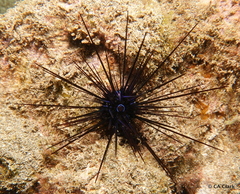 Diadema savignyi