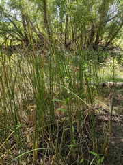 Schoenoplectus acutus