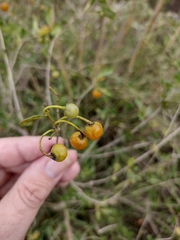 Lycianthes lycioides