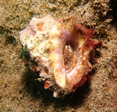 Muricoidea