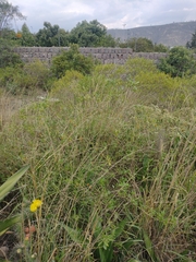 Lycianthes lycioides