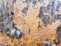 Trichoderma sulphureum