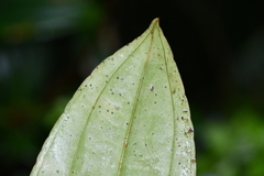 Medinilla formosana