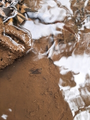 Melanoides tuberculata