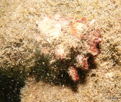 Muricoidea