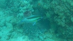 Scolopsis margaritifera