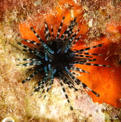 Echinothrix diadema