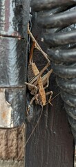 Tettigoniinae