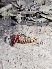 Haematoloecha nigrorufa