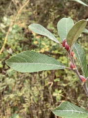 Salix hookeriana
