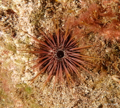 Echinostrephus aciculatus