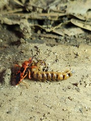 Haematoloecha nigrorufa