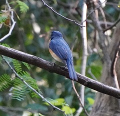 Cyornis tickelliae