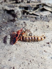 Haematoloecha nigrorufa