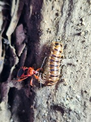 Haematoloecha nigrorufa