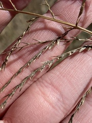 Leptochloa dubia