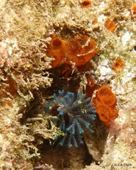 Virididentula dentata
