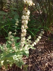 Stachys stebbinsii