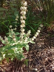 Stachys stebbinsii