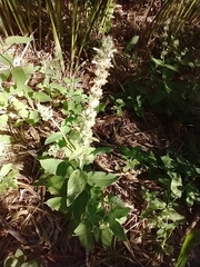 Stachys stebbinsii
