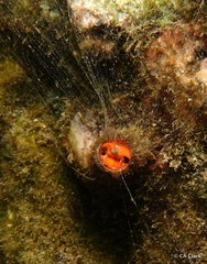 Vermetoidea