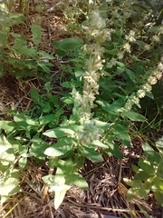 Stachys stebbinsii