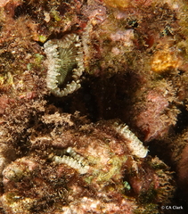 Zoantharia
