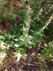 Stachys stebbinsii