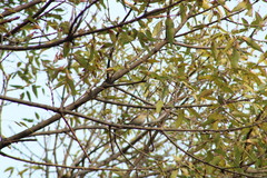 Setophaga coronata auduboni