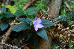 Sarcopyramis napalensis delicata