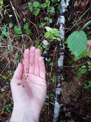 Campanula prenanthoides