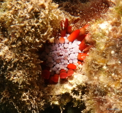 Heterocentrotus mamillatus