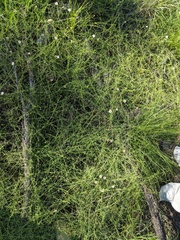 Erigeron flagellaris