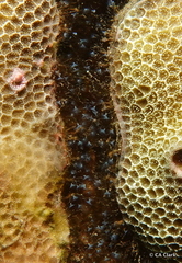 Nemalecium lighti