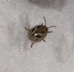 Paropsisterna semifumata