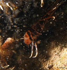 Pterois sphex
