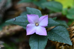Sarcopyramis napalensis delicata