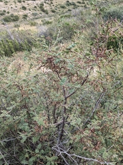 Mimosa aculeaticarpa